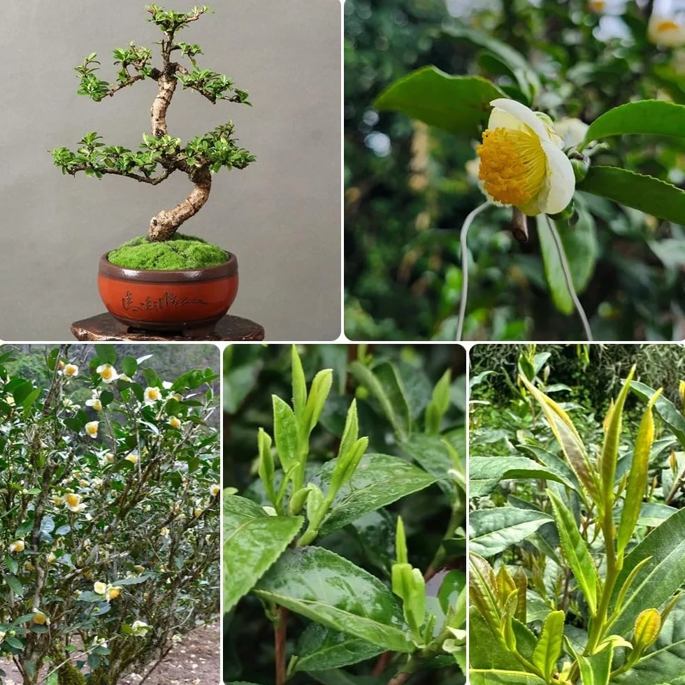 Semillas de té verde, semillas de té, arbustos en de té Camellia sinensis, semillas exóticas en resistentes al aire libre resistentes 35pcs
