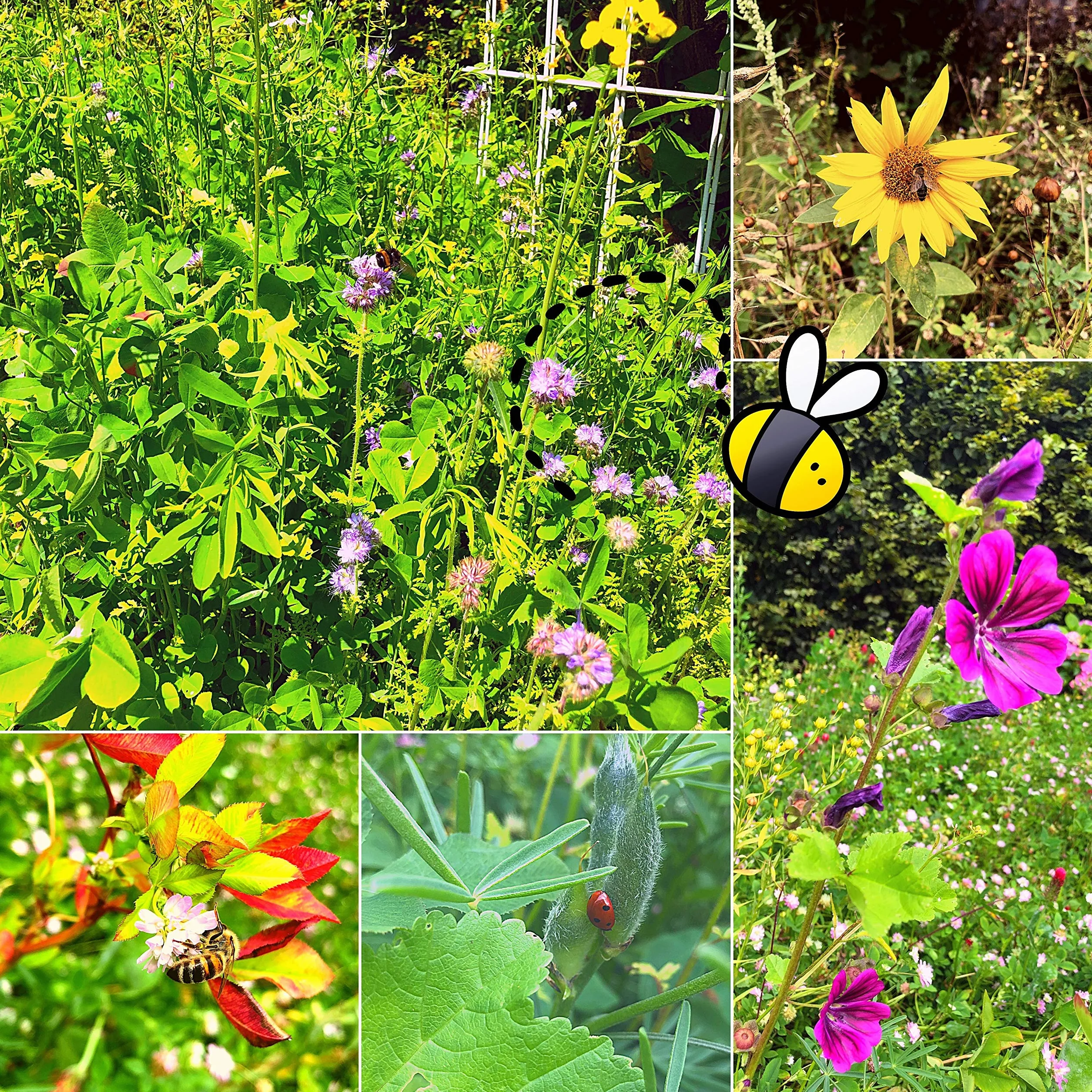 100 g de semillas de pradera floral para un colorido pastizal de abejas - Mezcla de semillas de flores silvestres coloridas y ricas en néctar para abejas y mariposas (incluye GRATIS eBook)