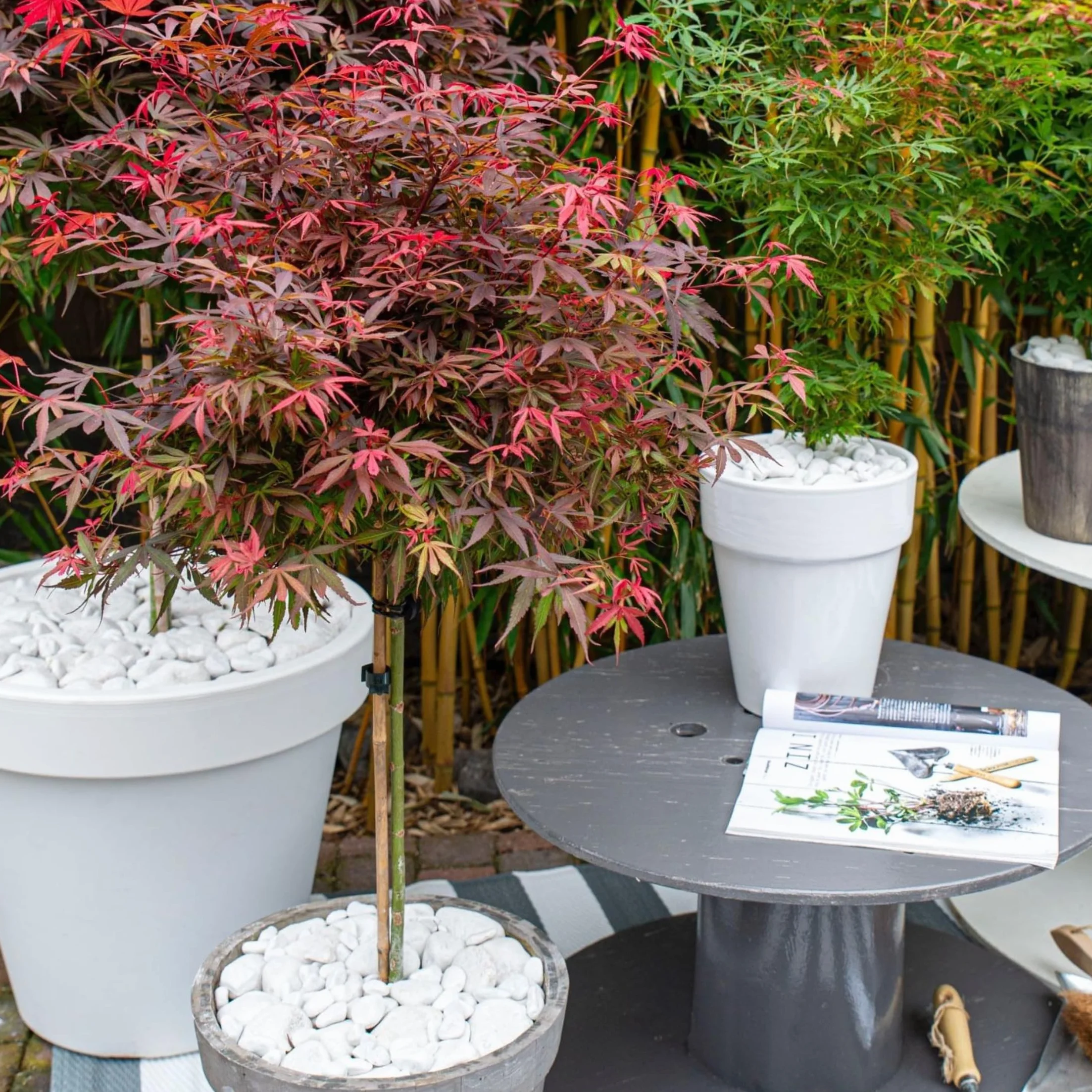 Plant in a Box - Acer palmatum 'Shaina' - Set de 2 - Arce japonés resistente - Hojas rojas - Maceta 19cm - Altura 80-90cm