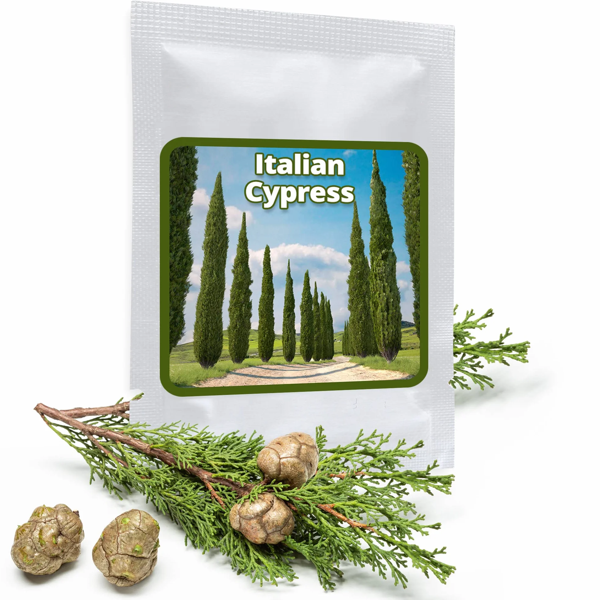 Magic of Nature 100 Semillas de Ciprés común – Ciprés de Italia - Cupressus sempervirens – Rugoso - para Jardín & Terraza