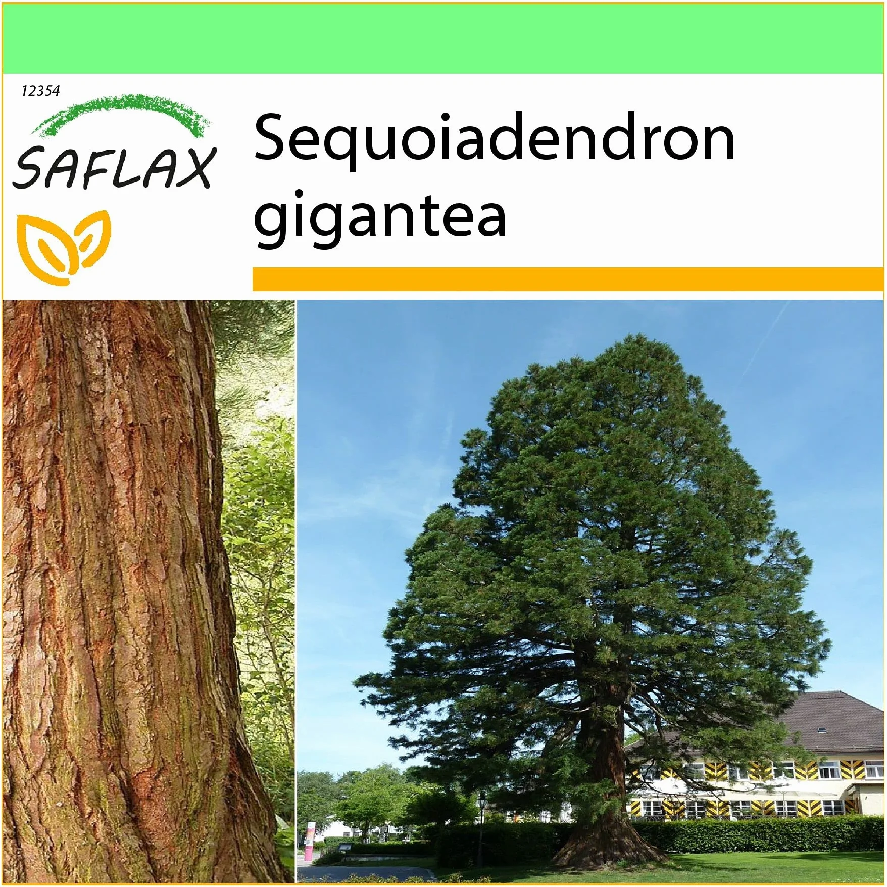 SAFLAX - Árbol mamut - 50 semillas - Sequoiadendron gigantea