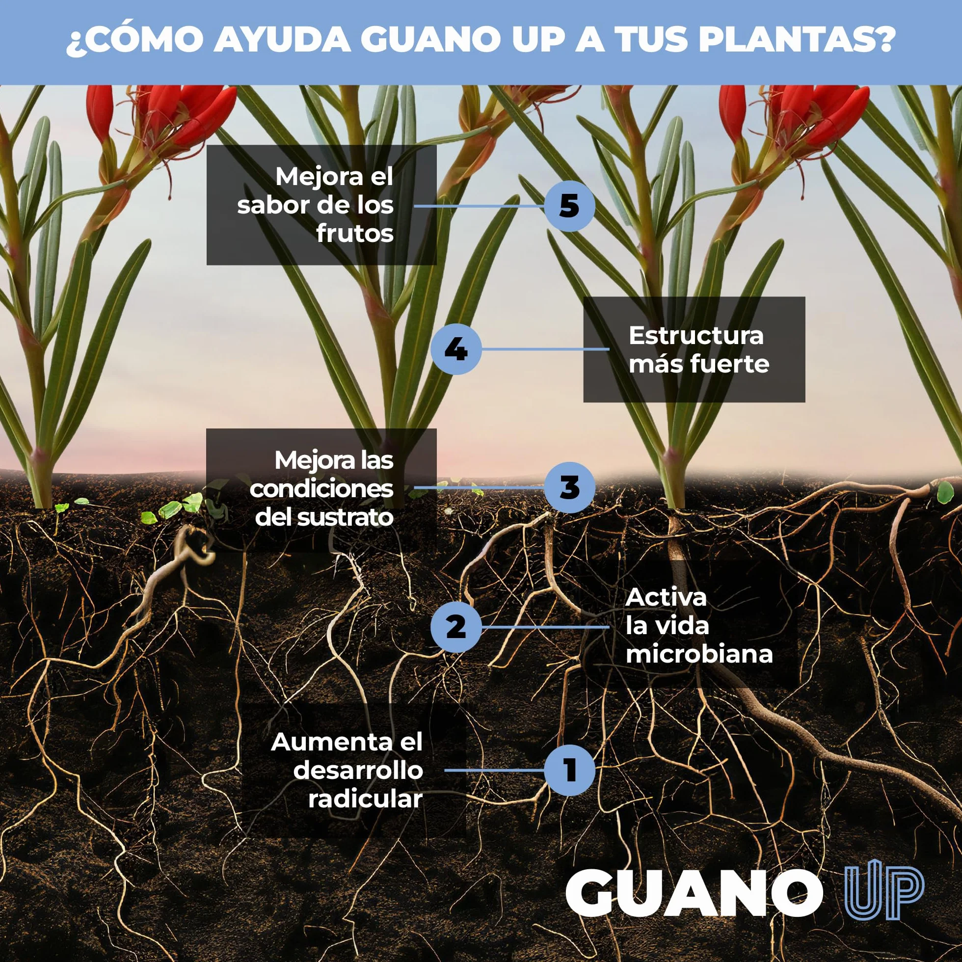 UP NUTRIENTS Fertilizante GUANO UP de Murcielago 100% Natural 1 Kg | Abono Natural con Cal Dolomita | Plantas y Cultivos | Agricultura Ecologica Floracion Intensa, Mejora Sustrato y Crecimiento
