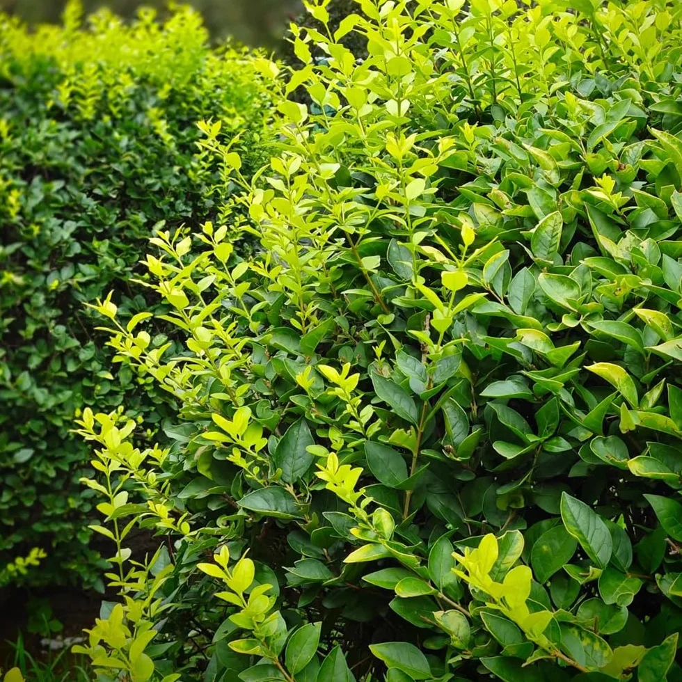 Semillas de seto de aligustre, resistentes al aire libre Ligustro lucidum - jardín de variedades antiguas de exterior 150pcs