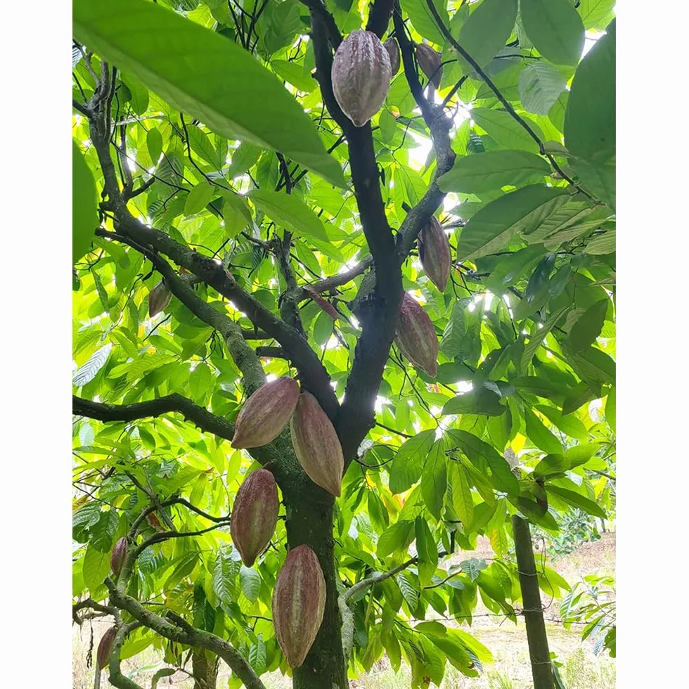 semillas del árbol del cacao, plantas reales, plantas decorativas Maceta de bonsái, de jardín, balcón resistentes Macetas, decoración jardín para exteriores. Semillas árboles, 60pcs