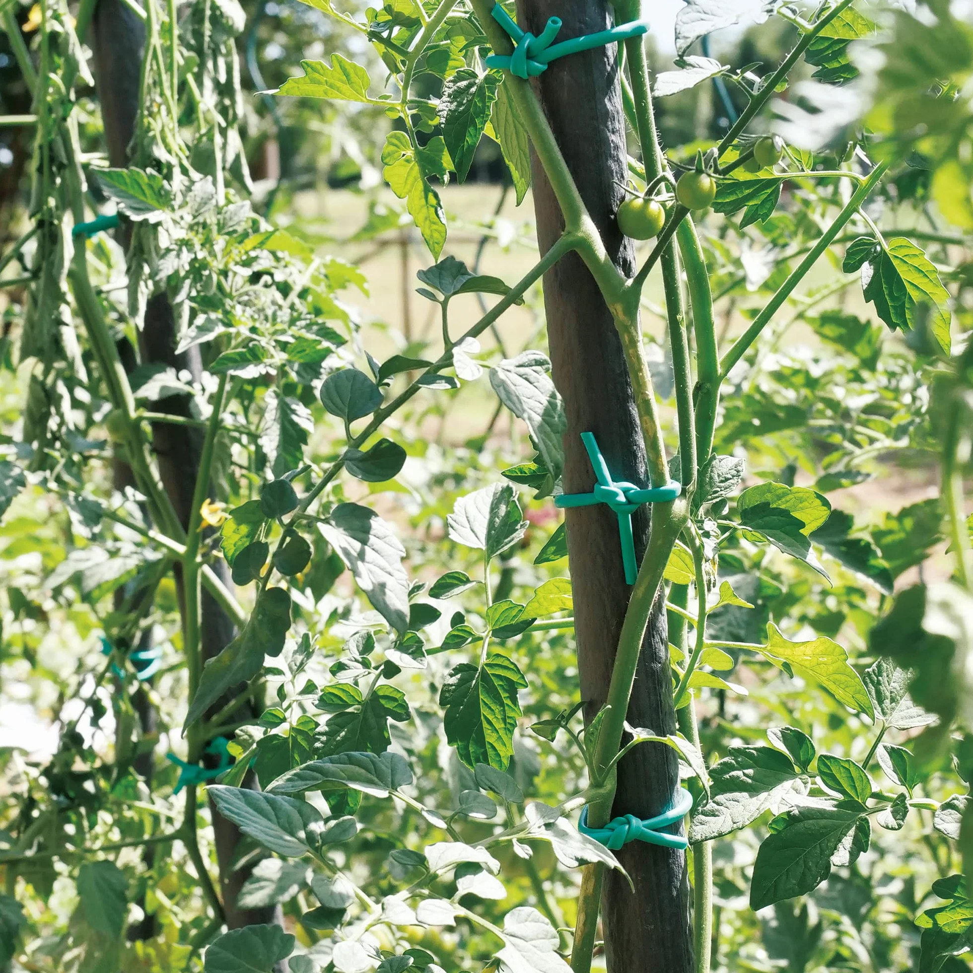 TENAX Tubo Agrícola para Plantas, Verde 1000 g, Diámetro 2 mm, Longitud Aprox 240 m, Tubo Agrícola de PVC, Ataduras para Plantas