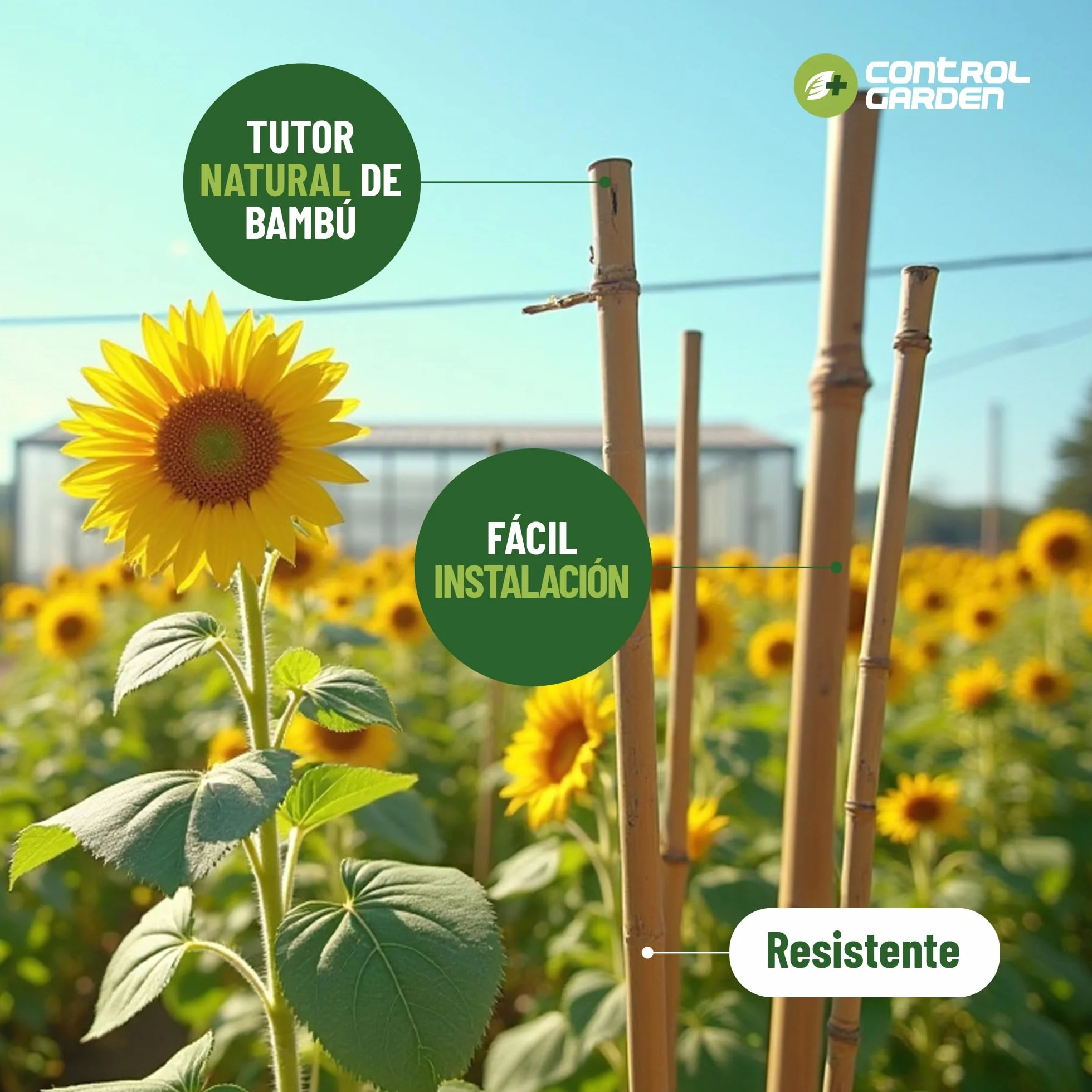 Control Garden Pack 30 Unidades Tutor de Bambú Ecológico de 210 cm | Estaca Natural Caña Sujetar Plantas ø 14-16 | Varillas Árboles, Hortalizas, Enredaderas y Cultivos