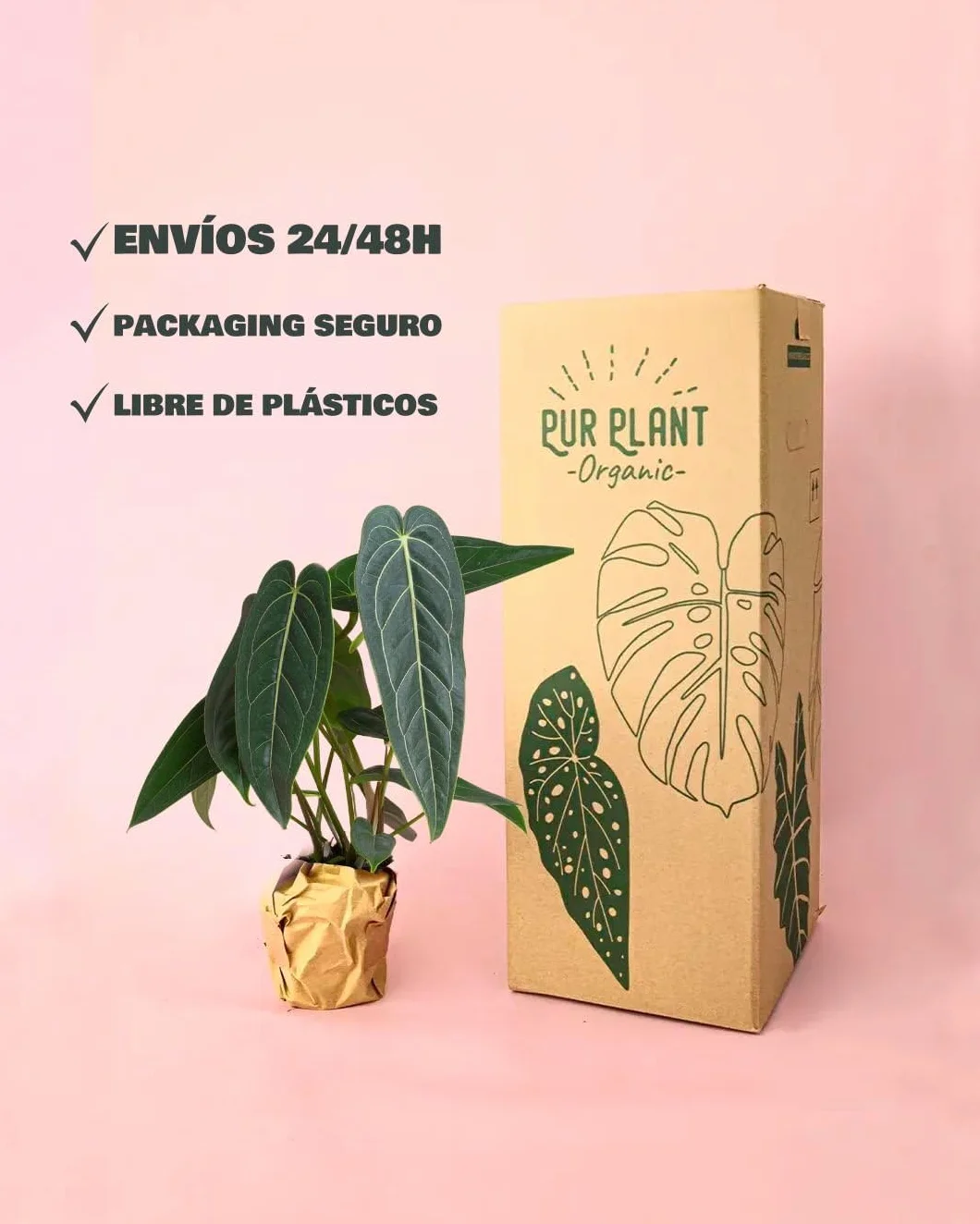 Anthurium Warocqueanum | Plantas Naturales Interior | Pur Plant