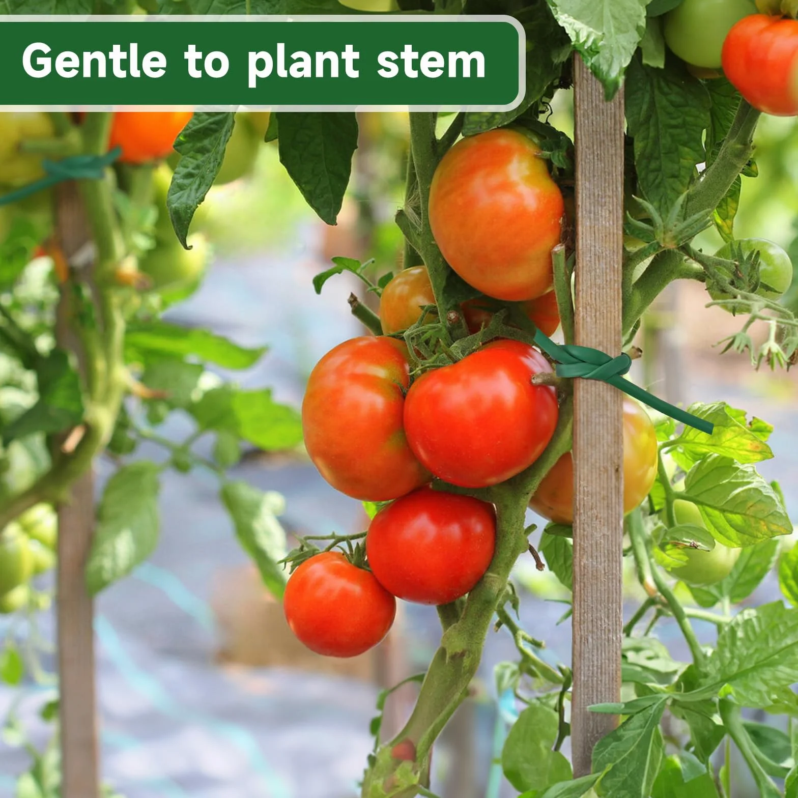 KINGLAKE Tubo de Atado Flexible, Cinta de Jardín Verde de 3mm x 50m para Plantas Trepadoras, Cuerda de Jardín de Plástico para Tomates, Rosas, Soporte para Vegetales