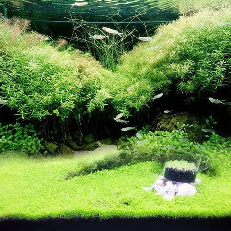 100 Unids Acuario Agua Hierba Semillas Pecera Hidrófila Planta Paisaje Decoración Flor Fruta Árbol Vegetal Semillas Grandes semillas peludas 100pcs