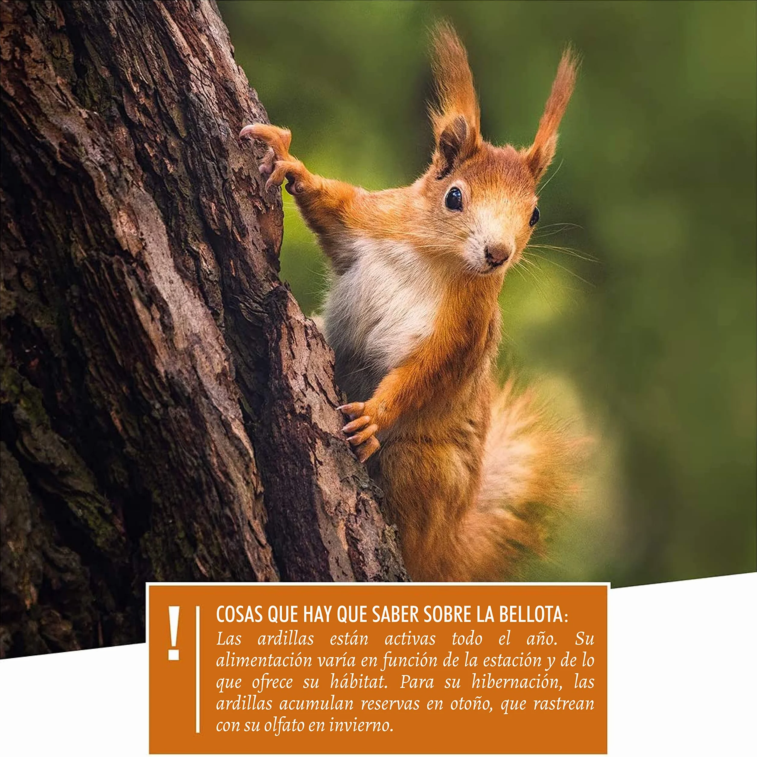 wildtier herz I Alimentación para Ardillas 2kg I Comida de Ardillas para Alimentos - Alimento para Ardilla