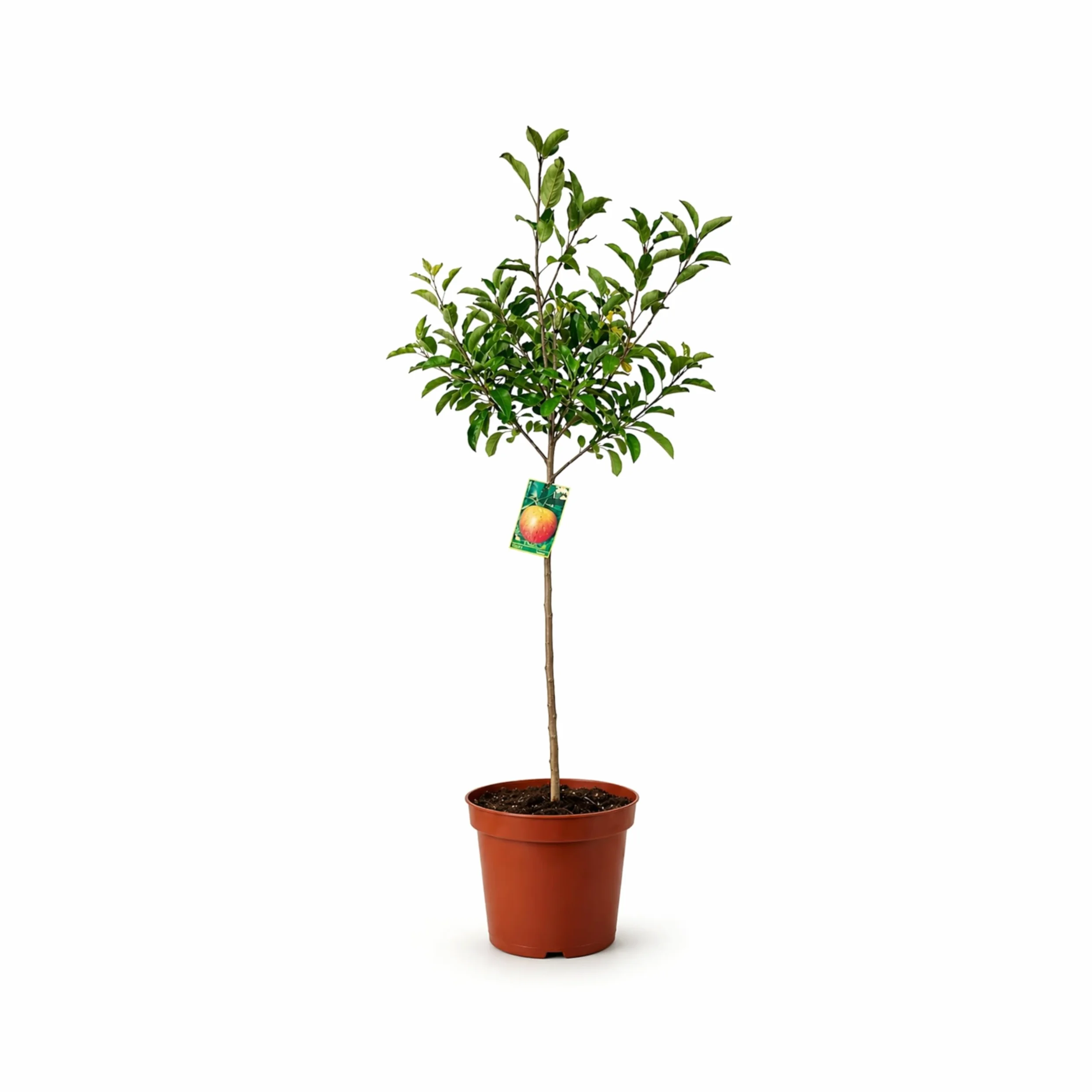 Manzano Royal Gala Planta Natural en Maceta 140 cm de altura, Árbol Frutal Exterior con Manzanas Dulces Árbol Natural para Jardín Terraza Huerto Fácil Cultivo. Manzano
