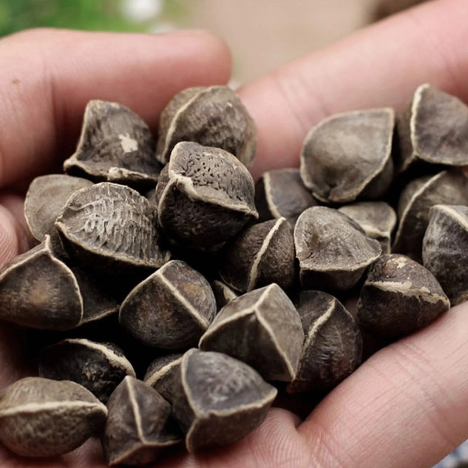 Benoon Semillas De Moringa, 50 Piezas/Bolsa Semillas De Moringa Fragancia Intensa De Moringa Sin OGM Semillas De Moringa De Jardín Saludable Para Jardín Semilla