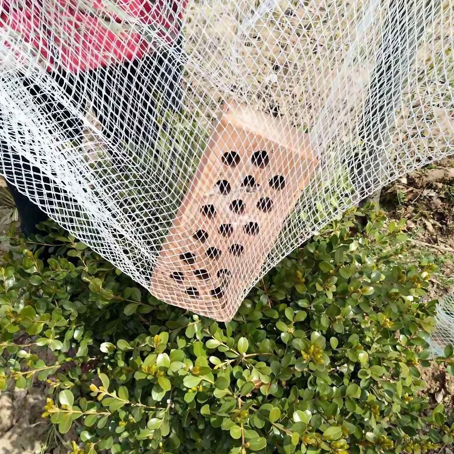 Malla antigranizo Resistente a los Rayos UV, Malla de 5 mm, protección contra Aves para Jardines, huertos y protección de Plantas, 3x10 m.