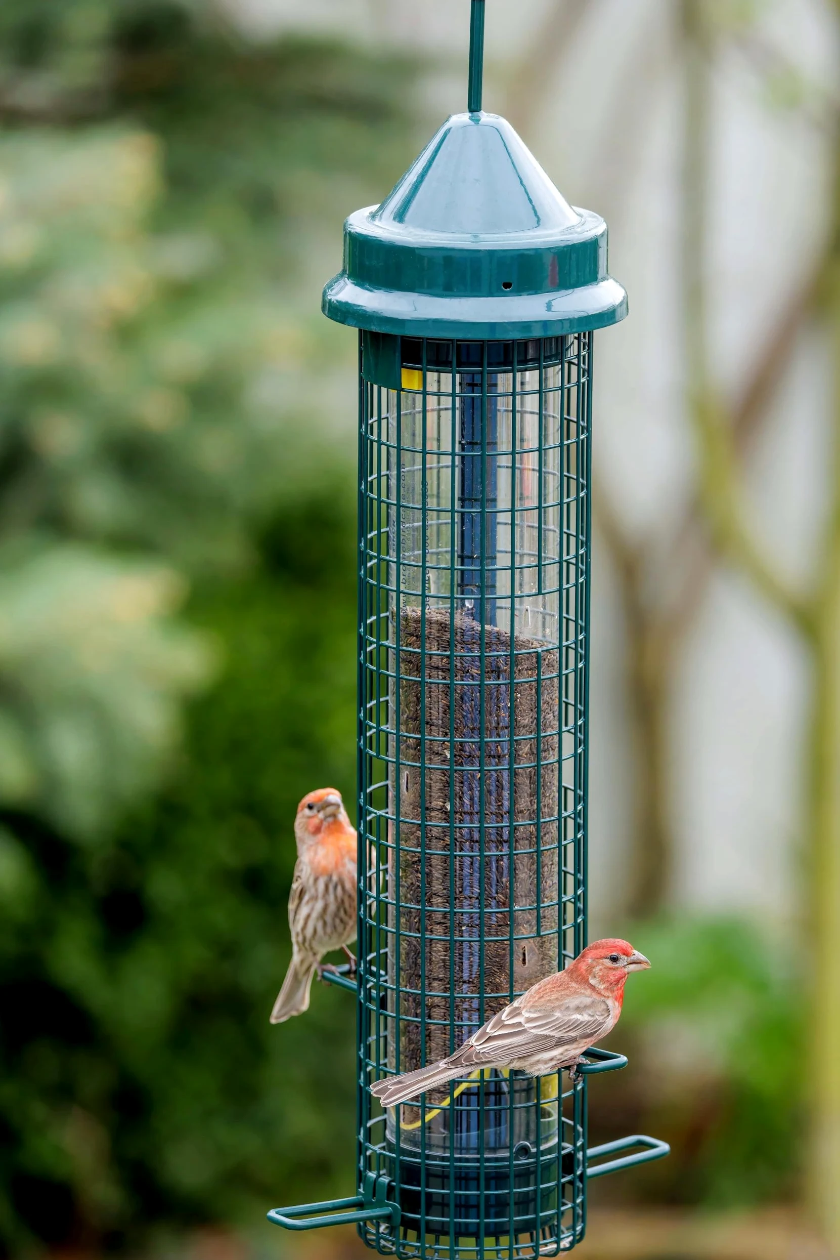 Squirrel Buster Comedero para pájaros a Prueba de Ardillas con 4 Postes de Metal y 8 Aberturas de alimentación, Capacidad de Semillas de Cardo de 2.5 Libras