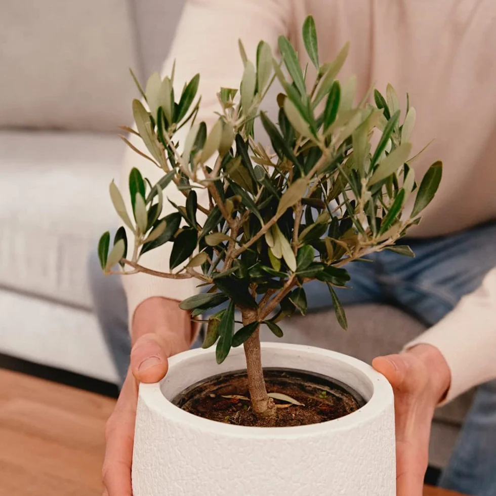 Olivo u Olea Europea | Planta natural ideal para exterior con altura 30-40 cm en maceta tipo tarrina 19ø | April Plants