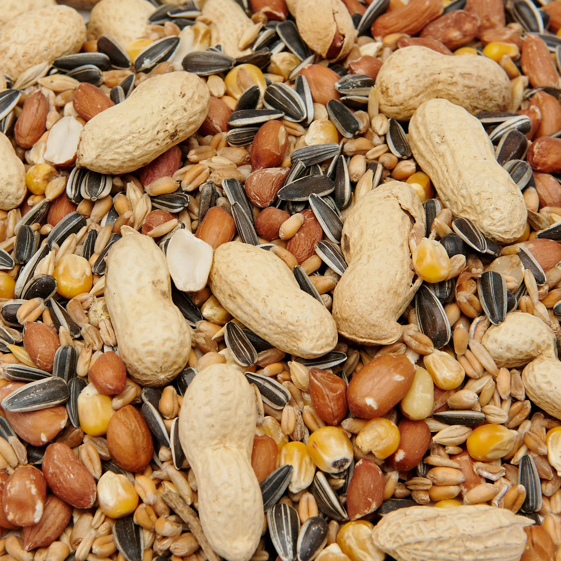 Mezcla de ardilla premium, 1000 g
