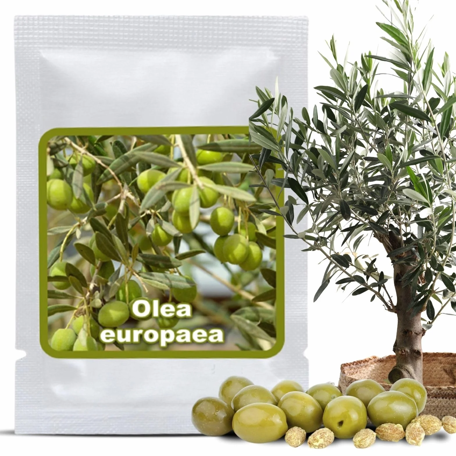 Magic of Nature Semillas de Olivo - 10 Ud. Olea europaea Olivo Mediterráneo para Jardín Balcón & Bonsái - Huesos de Árbol de Aceite Reales