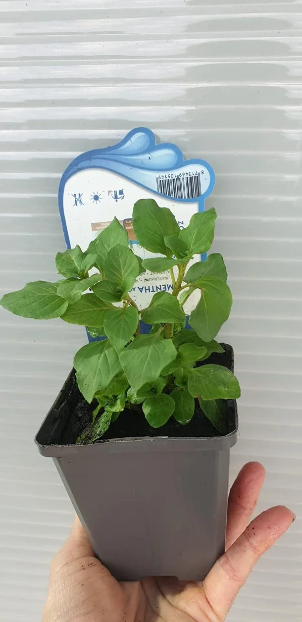 Planta de estanque y acuario Menta aquatica