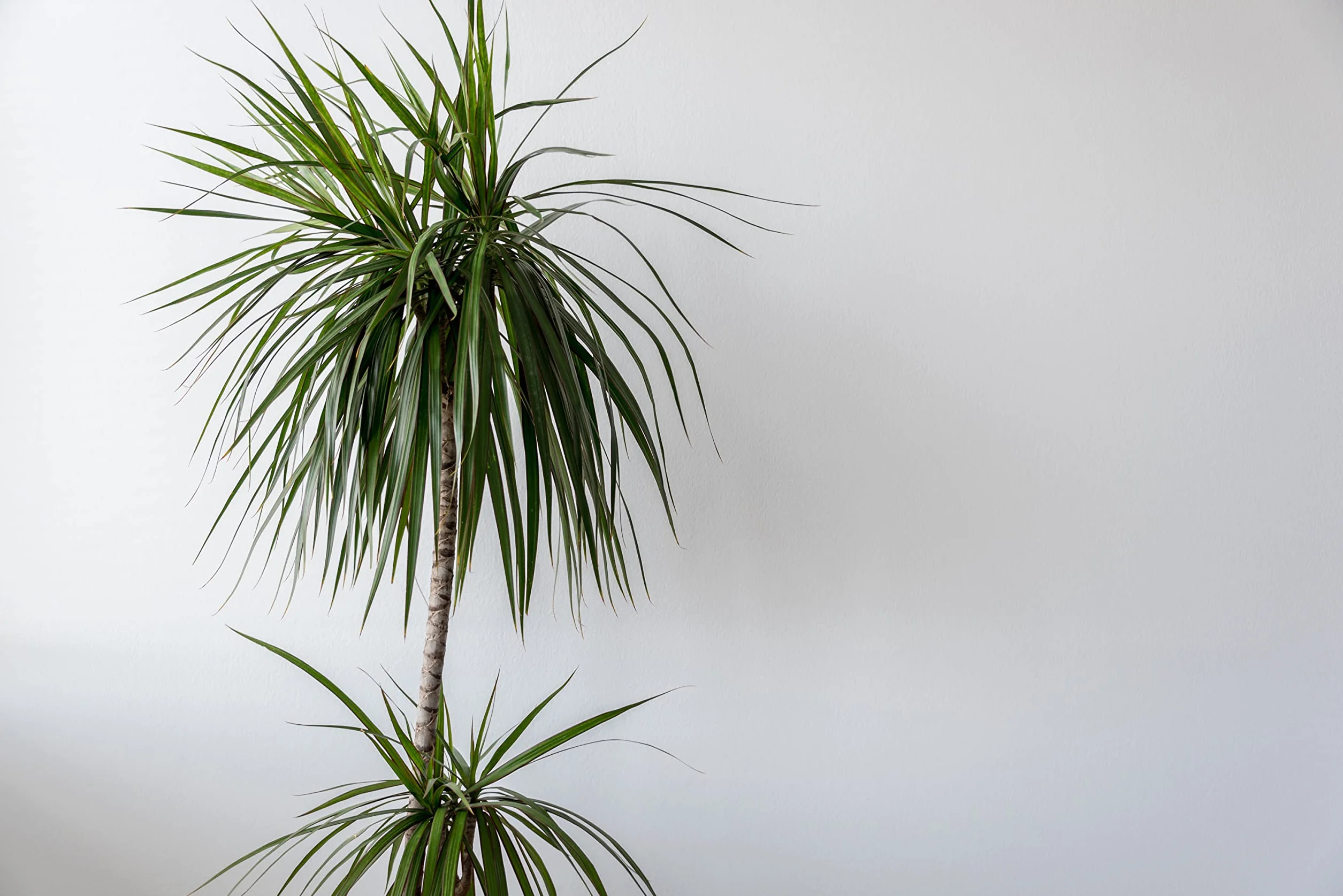 Verdecora Dracena Marginata | Dracaena Marginata | Planta natural de interior | Gran adaptación a interiores y fácil de cuidar (Maceta Ø11cm)