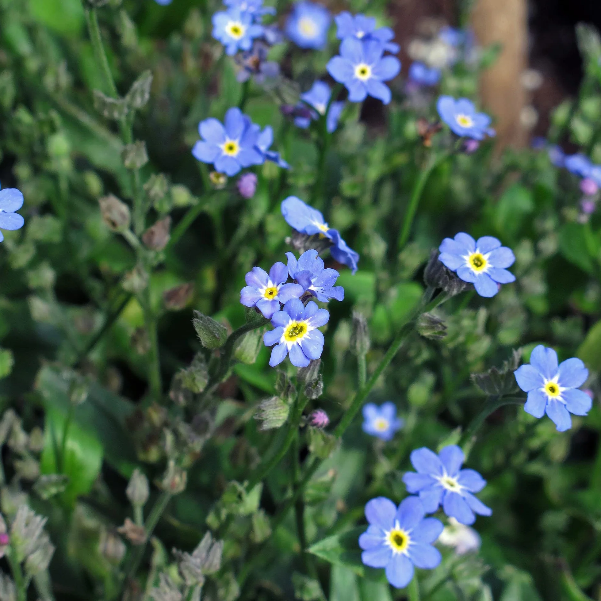 No me olvides (Myosotis sylvatica) - aprox. 600 semillas
