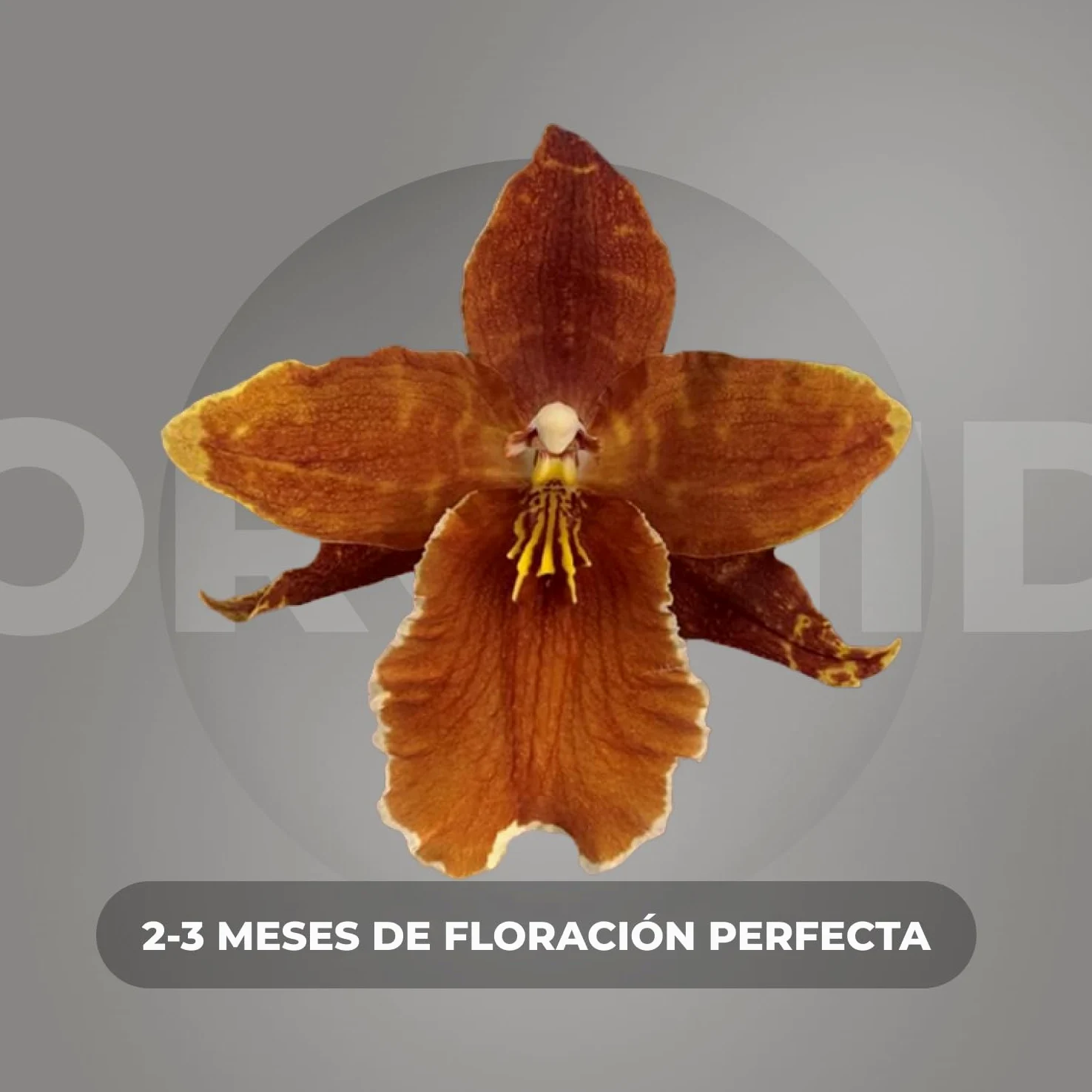 Orquídeas Wilsonara Inferno 2 plantas de interior 30-40 cm Holanda