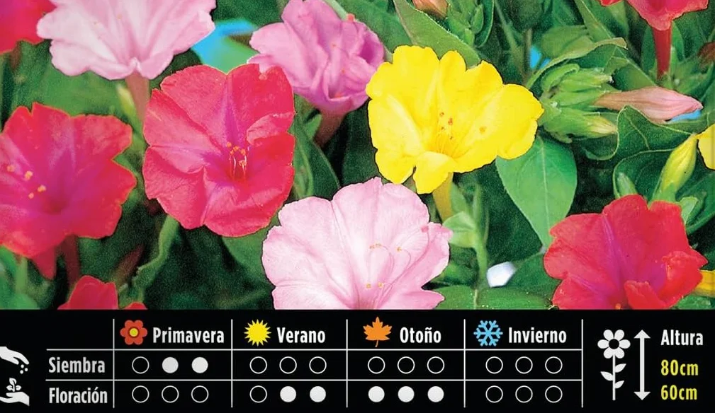 BATLLE Hermosa de Noche Variada 10 g – Semillas de Flor Perfumada de Apertura Nocturna – Ideal para Borduras, Arriates y Canastillas