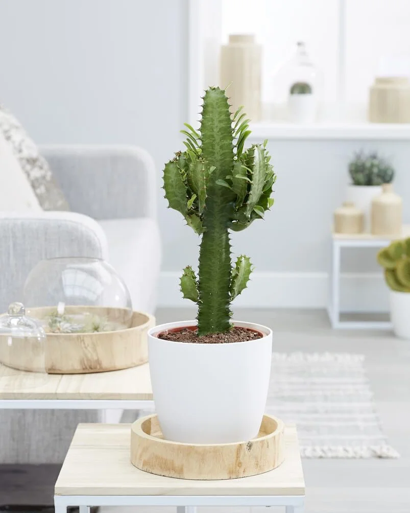 Bloomique - Euphorbia acrurensis - Lechetrezna / “Cowboy cactus” - Planta de cactus - Planta de interior - Altura 60-70 cm - Maceta 17 cm