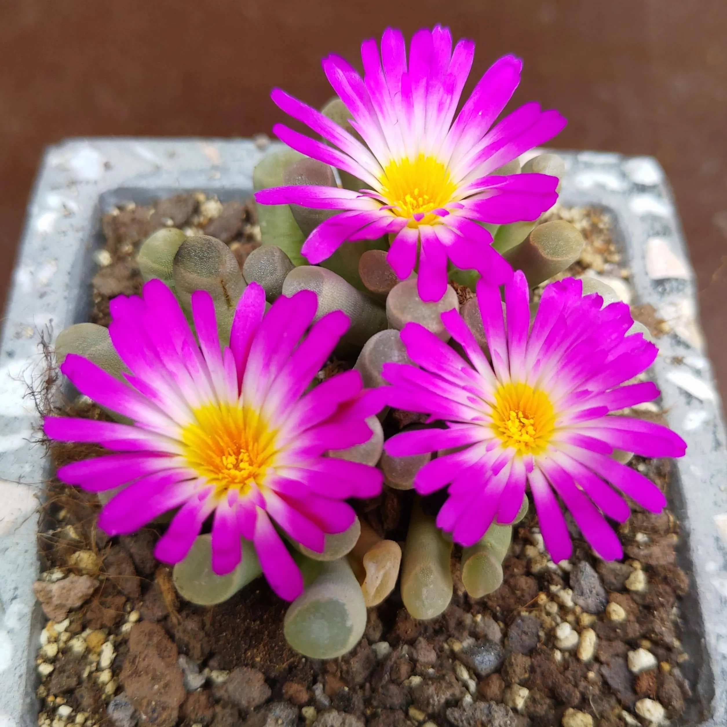 SUNNYPLANTS - Frithia Pulchra - Dedos de Bebé, Plantas Lithops, Suculentas de Piedra Viva, Piedras Vivas, Planta de Piedra