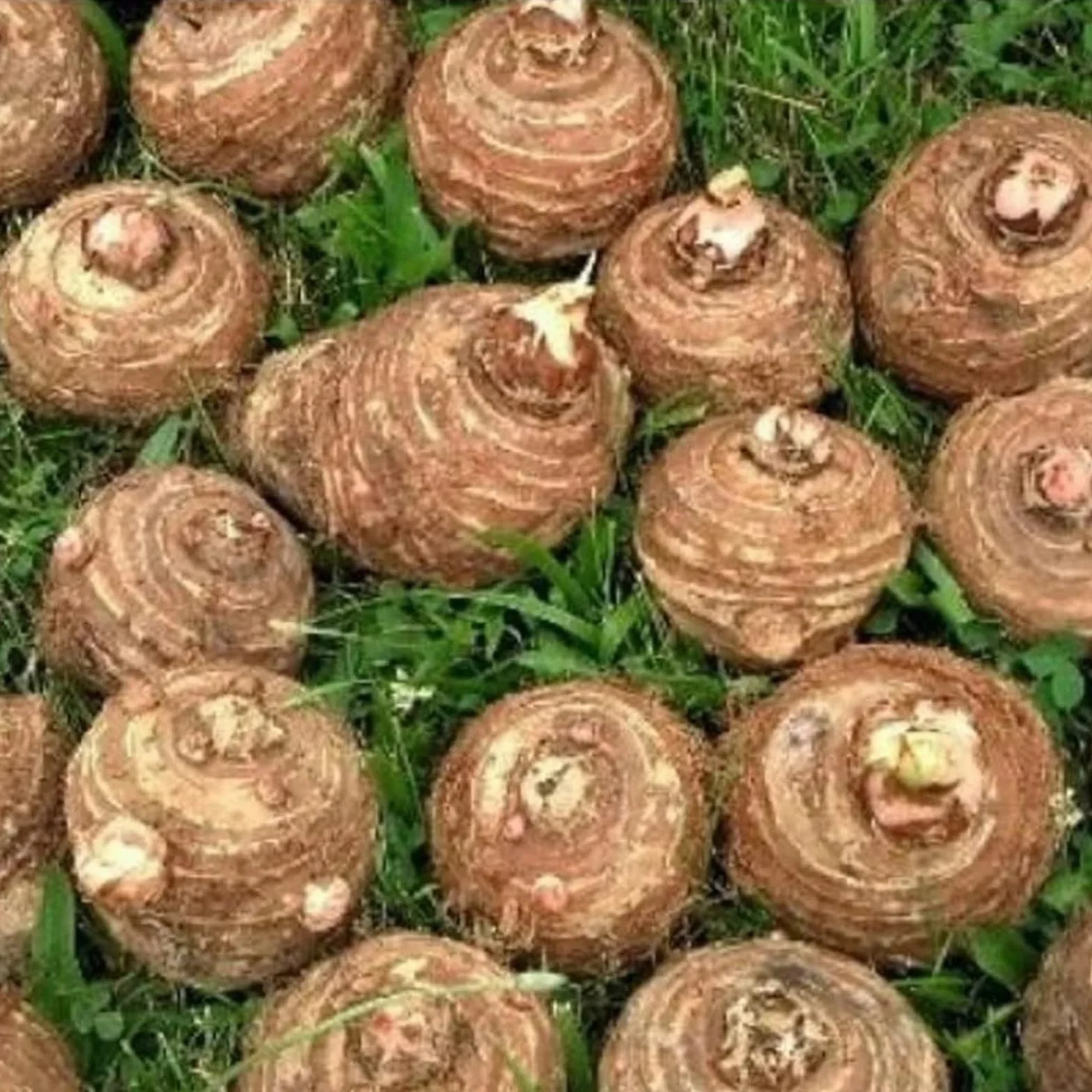 Perenne/Bulbo oreja de elefante/Oreja de Elefante Poderosa/Embellecimiento del jardín/Hojas Enormes de Oreja de Elefante/Paisajismo de Jardín-8pcs-F