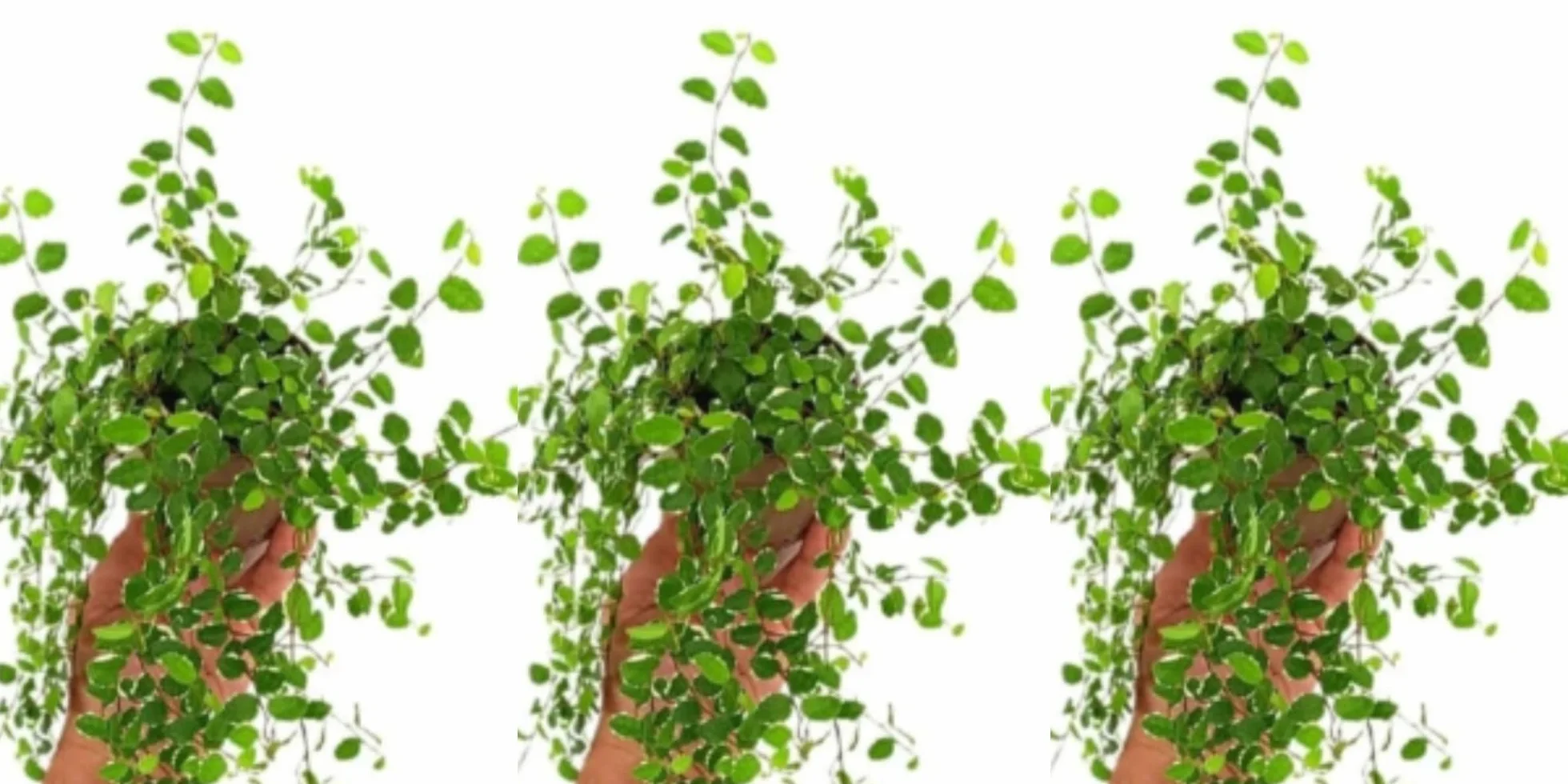 Pack de 3 Plantas Ficus Pumila White, 15-20 cm. Planta trepadora de interior con hojas verdes y bordes blancos, decorativa. Segura Garden.