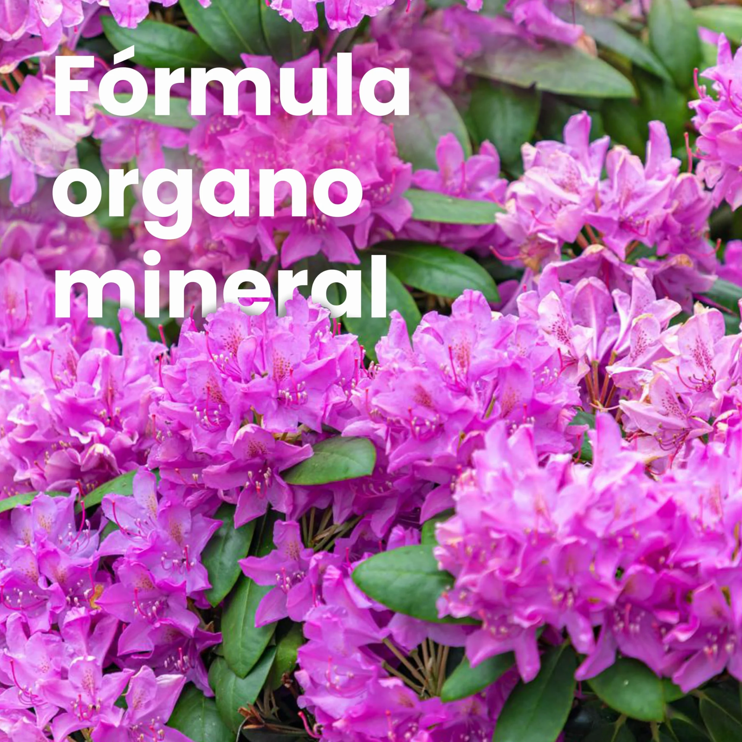 LERAVA Abono hortensias (2x800 g) - Abono acidófilas BIO para hortensias y rododendros - Mantiene suelo ácido I Crecimiento vigoroso y floración abundante - Ideal jardin