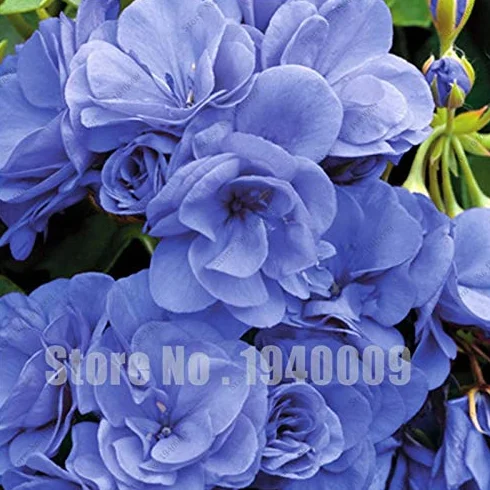 Sump Fresh 100 piezas de semillas de geranio para plantar amarillo