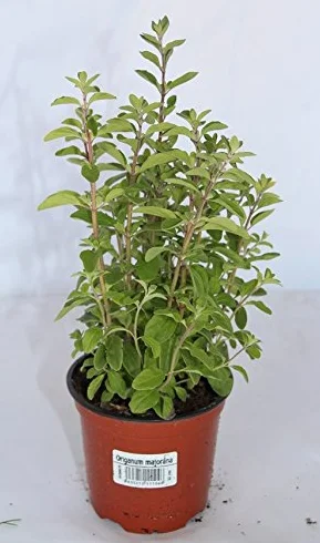 Mejorana (Maceta 10,5 cm Ø) - Planta viva - Planta aromatica