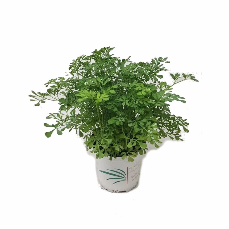 Ruda Macho Ruta Graveolens Planta Natural Exterior e Interior