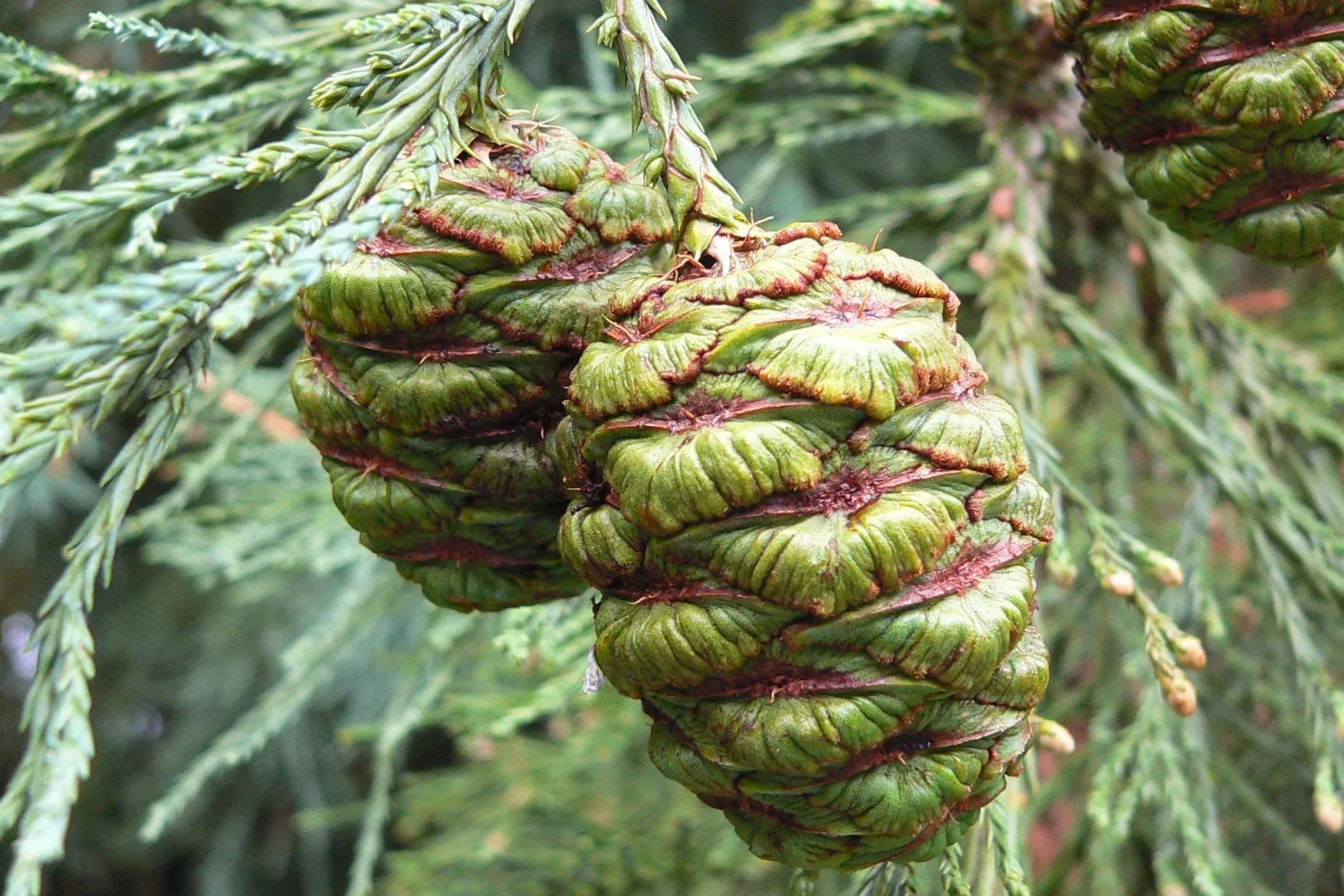 SAFLAX - Árbol mamut - 50 semillas - Sequoiadendron gigantea
