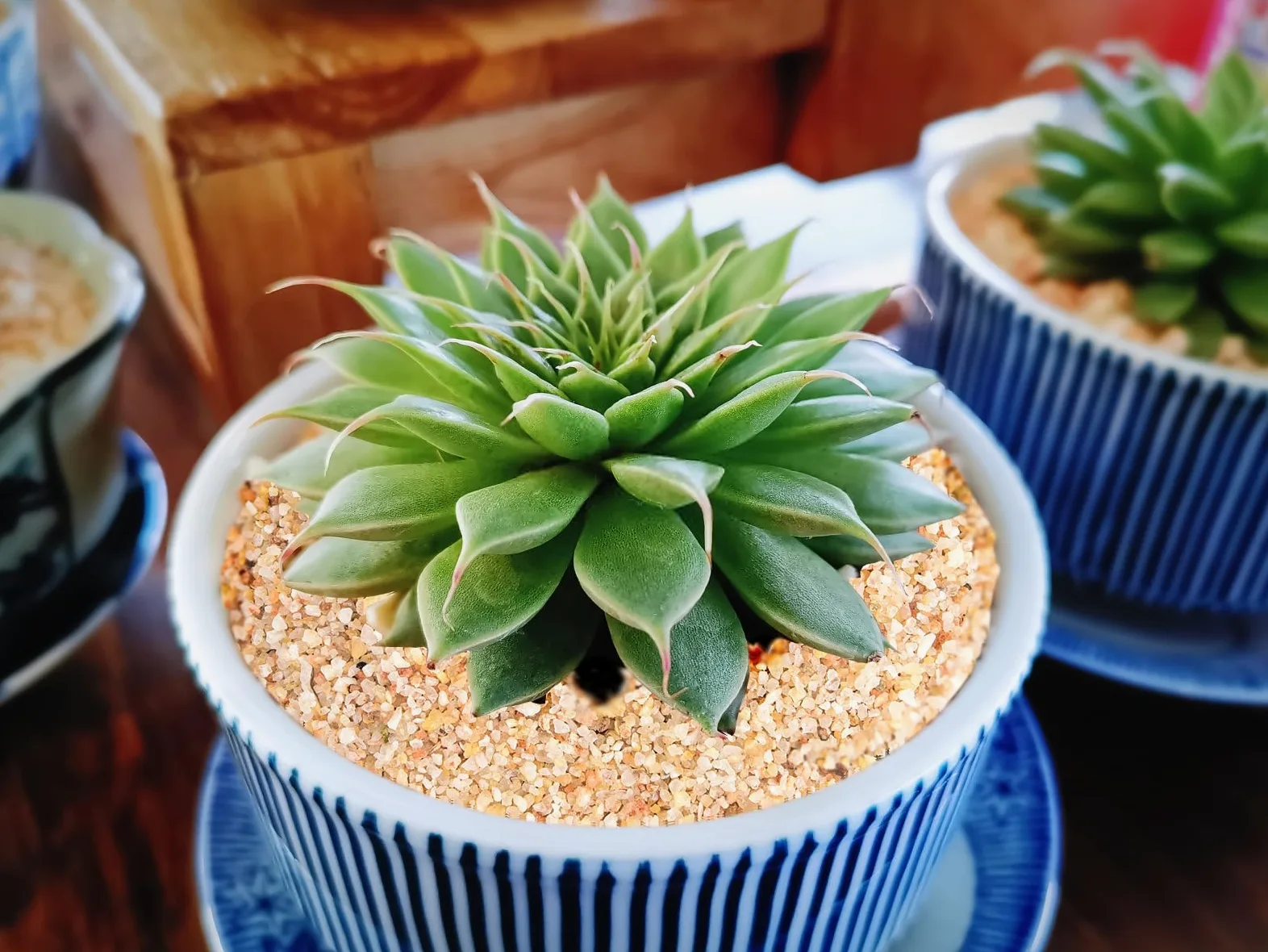 Boniosz - Arena de sílice fina de 1 a 3 mm, 2.5 libras para plantas, acuarios, hogueras, terrarios, bonsáis suculentos y arena de jardín, rocas de jardinería