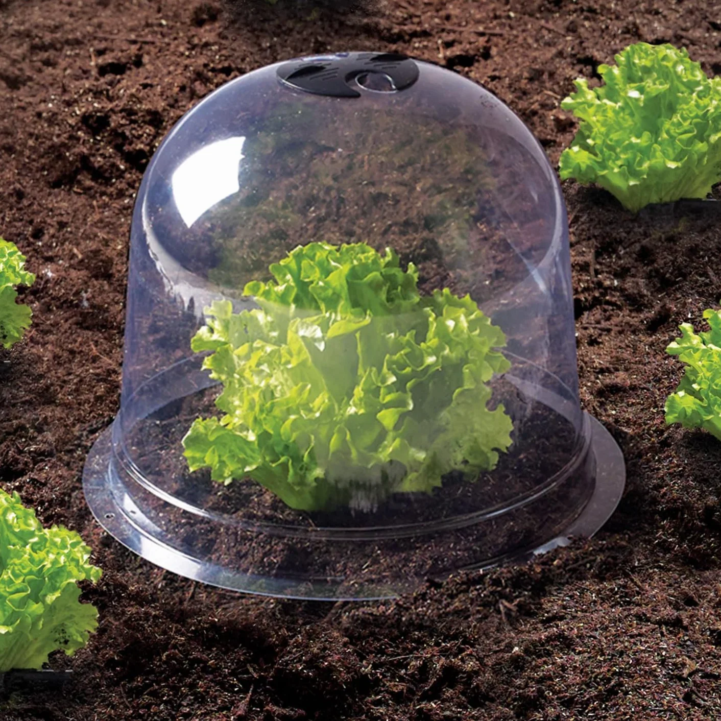 IDMarket - Campana para ensalada x12 invernadero para proteger las plántulas