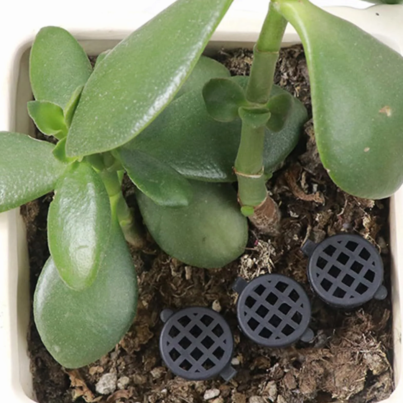 Cestas de abono para plantas con tapa | 10 unidades portátil lenta con tapa | Cesta fertilizante bonsái, para jardinería, casa, patio, jardín, patio, flores, albahaca