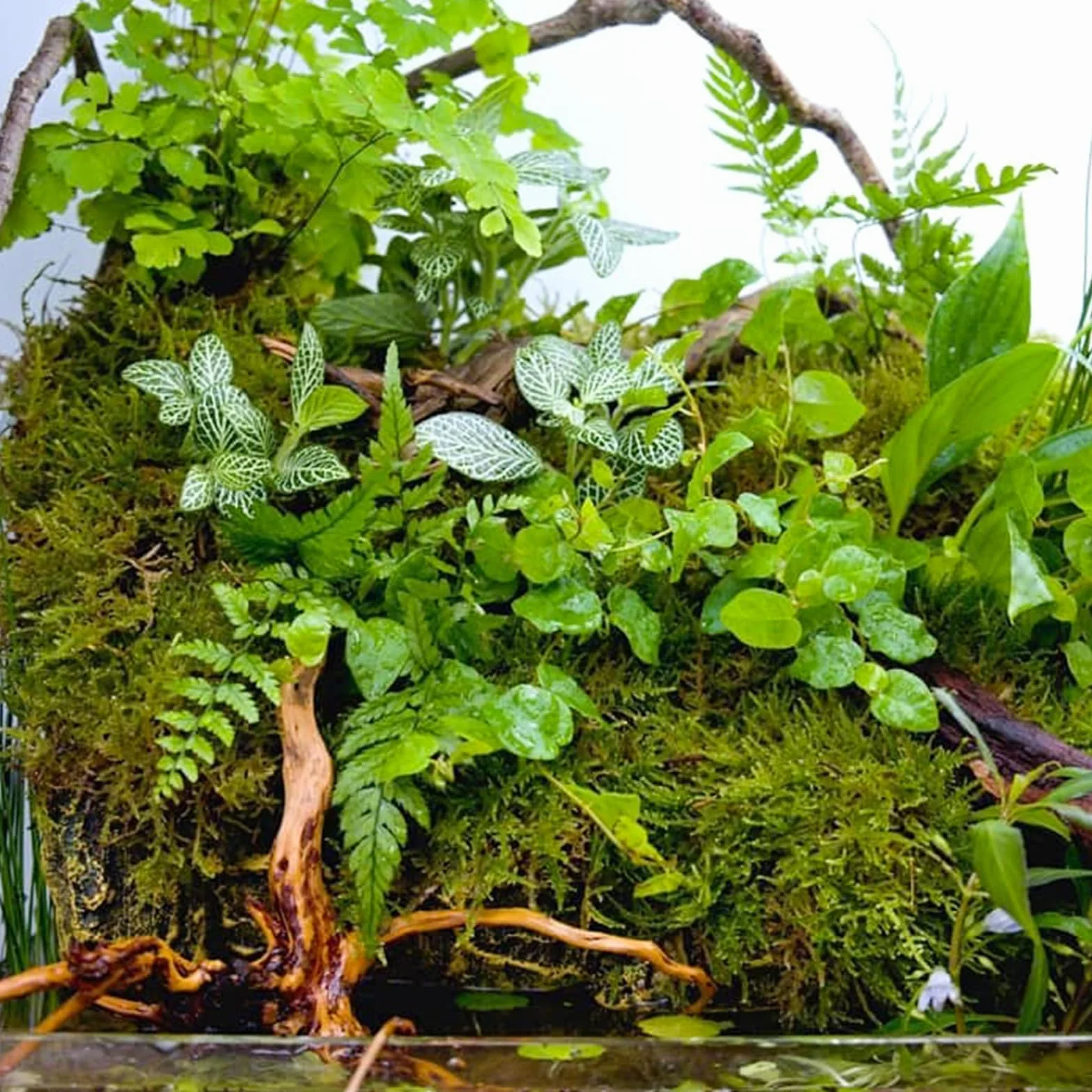 Musgo Natural Seco 200g | Musgo Sphagnum para Plantas, Orquídeas y Terrarios | Sustrato Natural para Bonsáis, Reptiles y Decoración de Jardín
