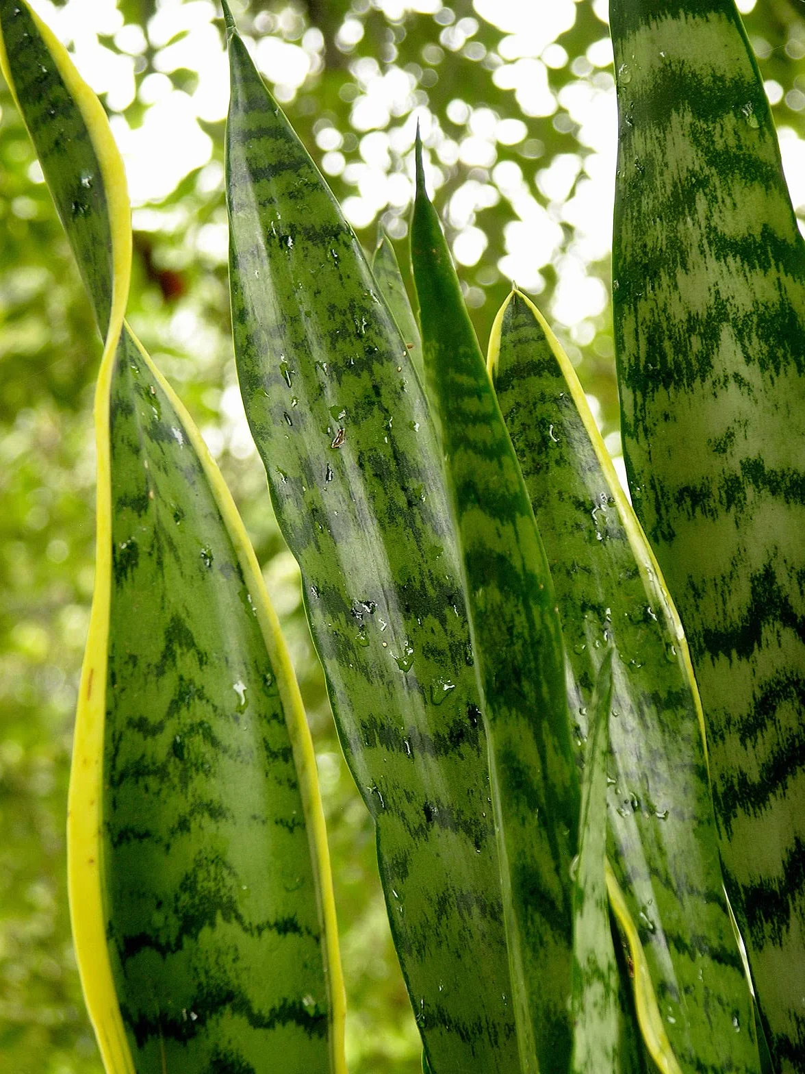 Verdecora Sansevieria | Planta natural de interior en maceta de 3L | Lengua de Tigre - Lengua de Suegra | Planta purificadora del aire