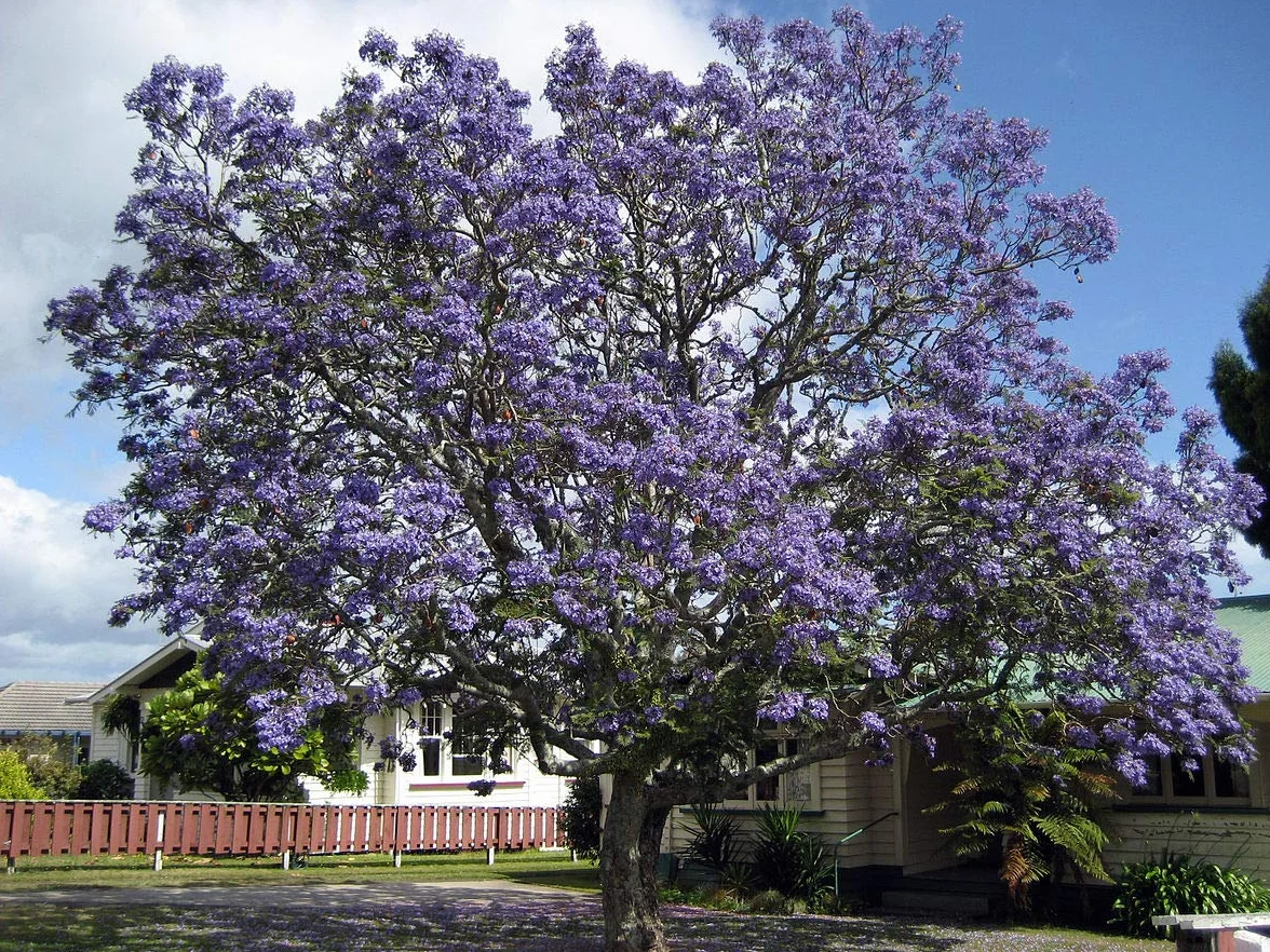 50 semillas Jacaranda (Jacaranda Mimosifolia)