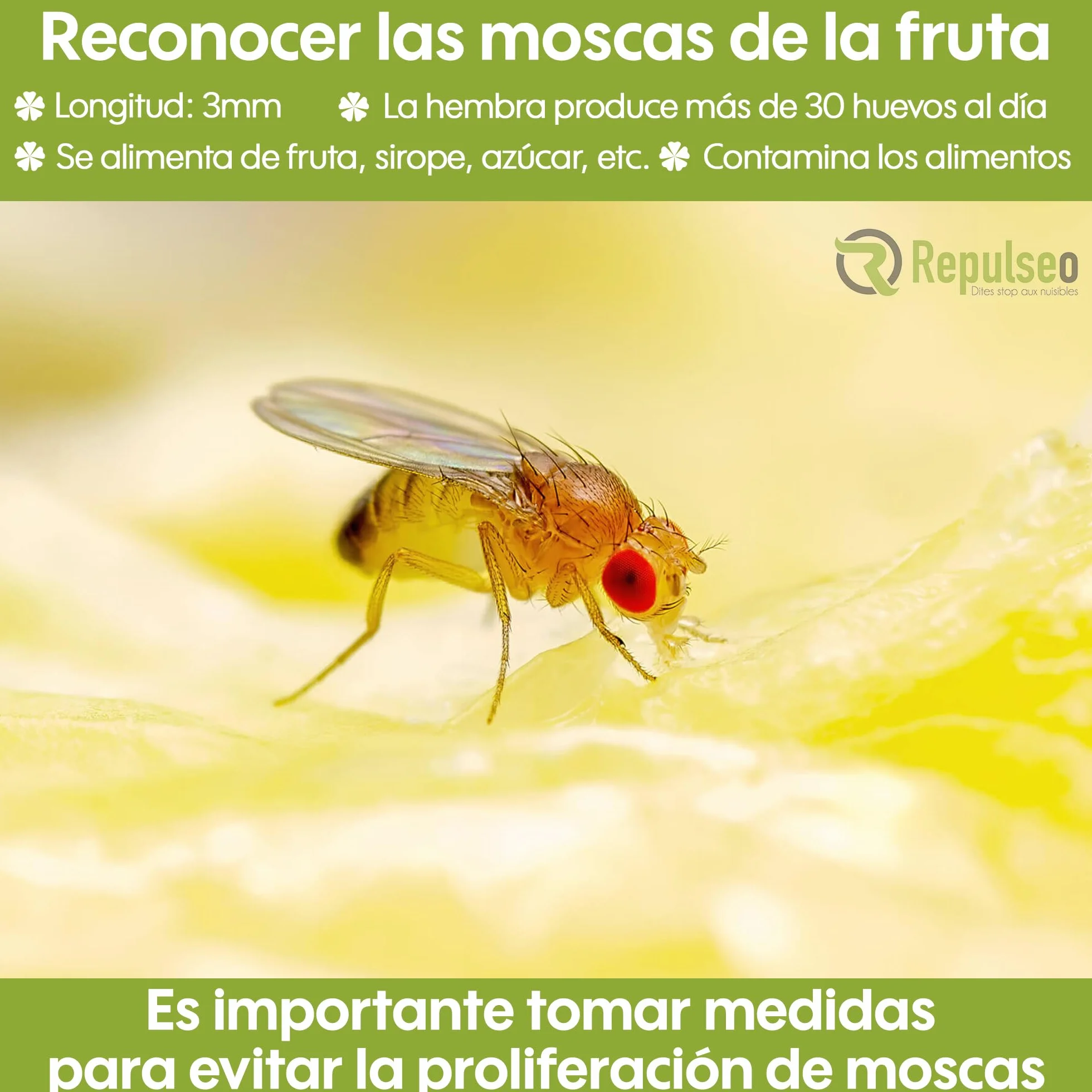 Trampa para Moscas de Fruta ✯Made IN UE✯, Antimosquitos Interior Cocina, Atrapa Mosquitos [Remedio Natural y sin Insecticida]