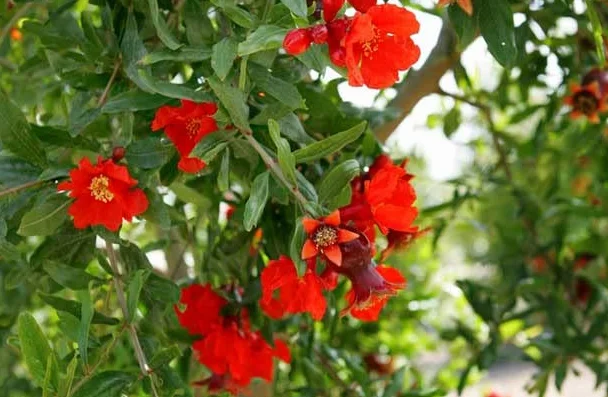 25 Semillas de Granado - Punica Granatum