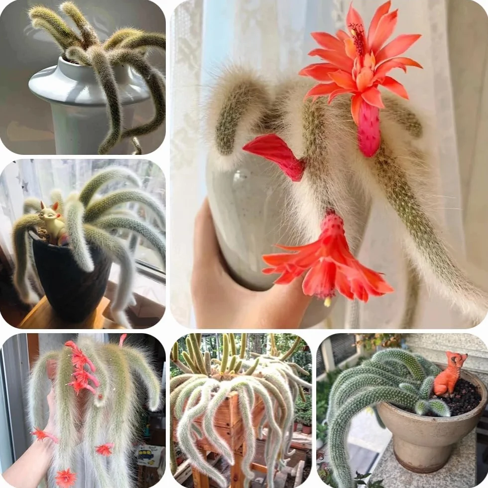Semillas de Hildewintera colademononis, balcón con cama elevada, interior de cola de mono, para jardin 40pcs