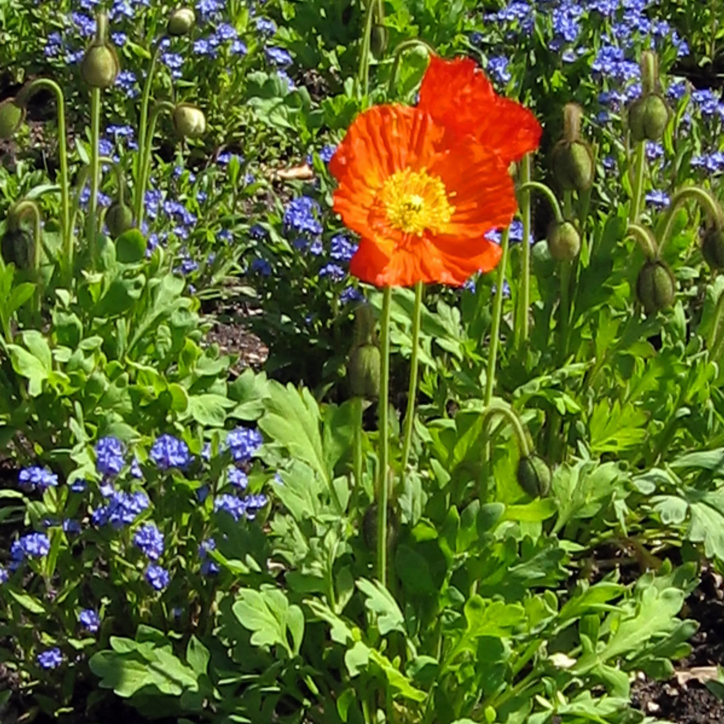 Amapola de Islandia (Papaver nudicaule) aprox. 1200 semillas del arbusto bienal a perenne para el jardín