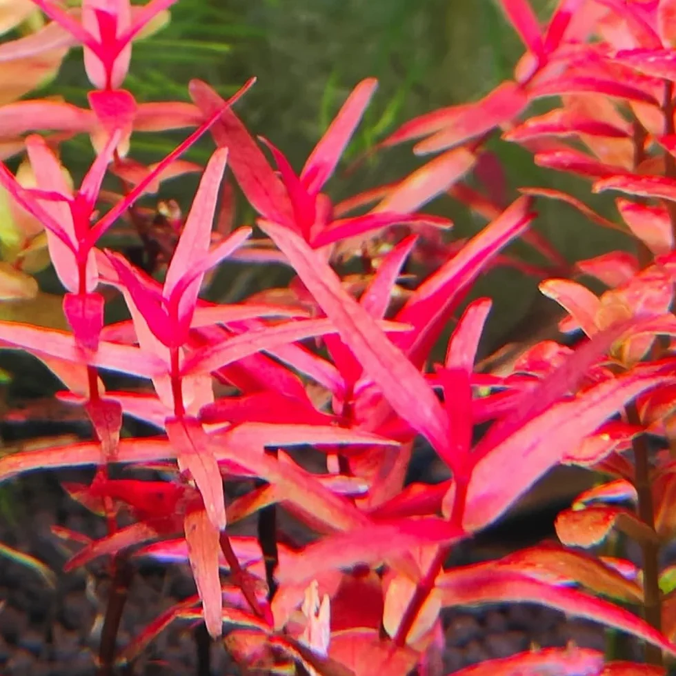 semillas para acuáticas, acuáticas decorativas de estanque variedades antiguas raras acuáticas acuarios interior purificadoras aire interior acuario 350pcs