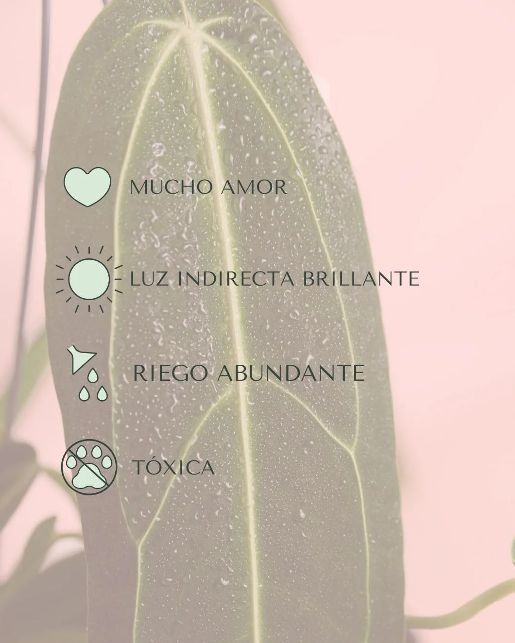 Anthurium Warocqueanum | Plantas Naturales Interior | Pur Plant
