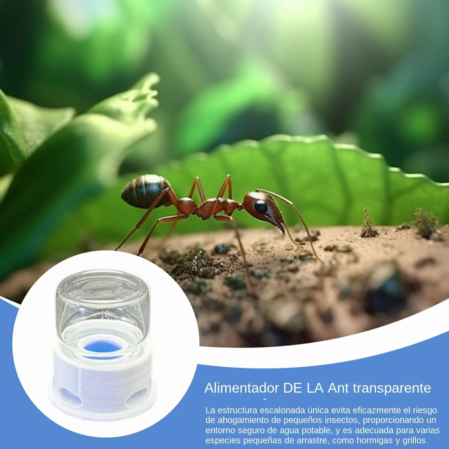 Líquido para Hormigas, Bebedero para Grillos, Bebedero Multifuncional Transparente para Abejas, Granja, Exterior y Aula