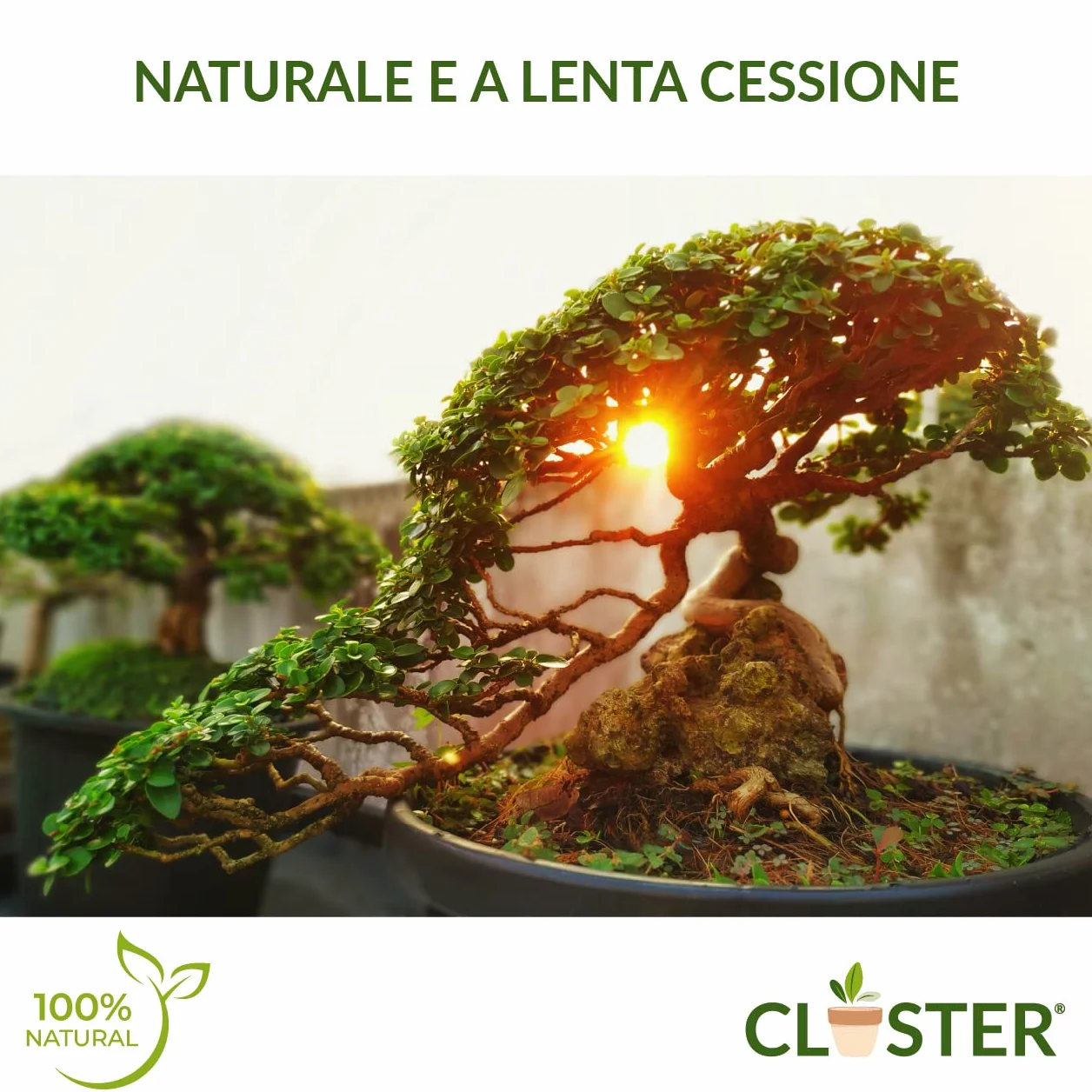 Bonsai Love 200 GR - Fertilizante Granulado de Liberación Lenta para Bonsáis - Fertilizante Natural Orgánico con Nitrógeno, Fósforo y Potasio - Para Bonsáis de Interior y Exterior