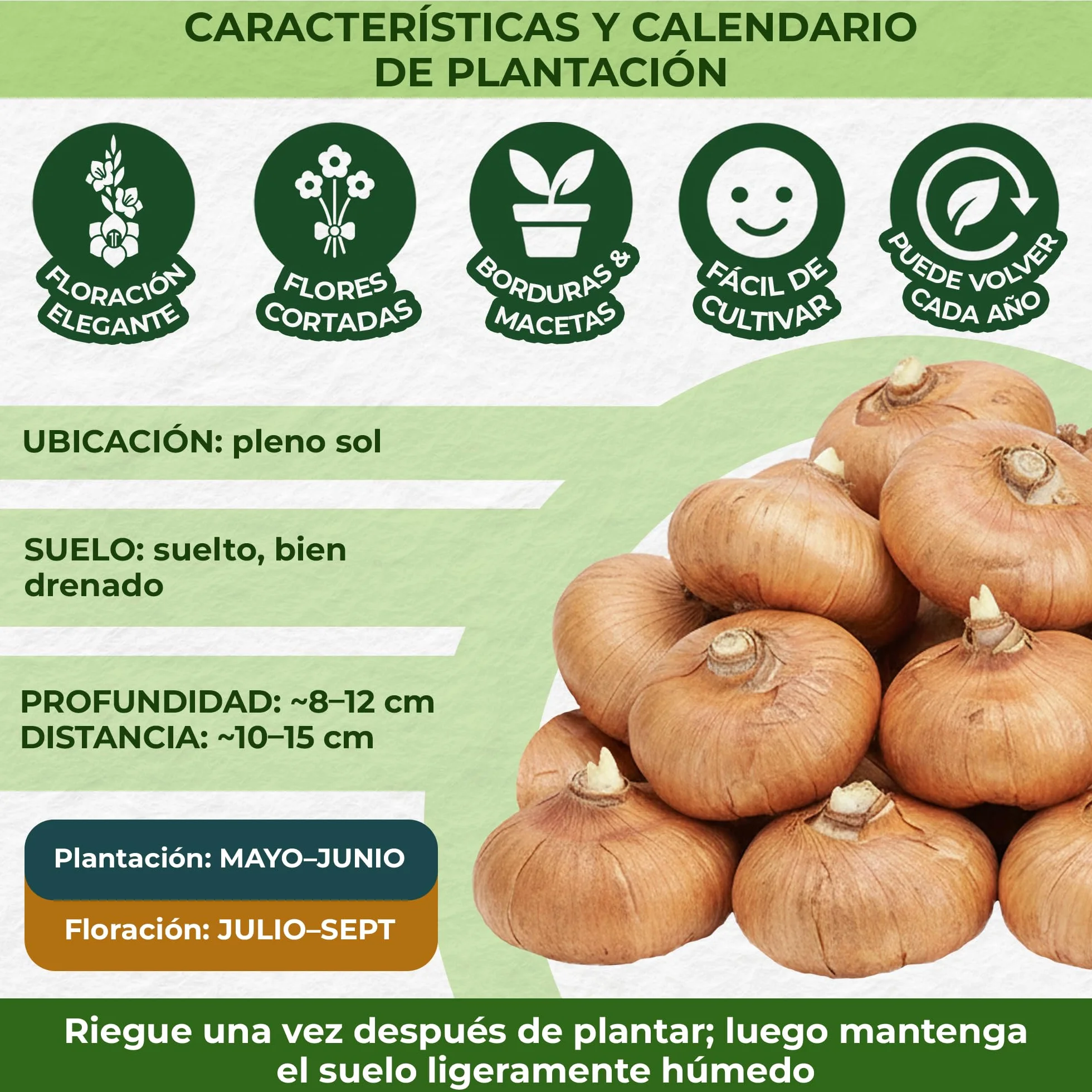 Gladiolos Bulbos Budget Mix - 50 Bulbos de Flores Exterior - Plantas Naturales Exterior de Holanda - No Resistente - Decoracion Jardin, Macetas y Balcón - Sin Semillas, No Artificiales